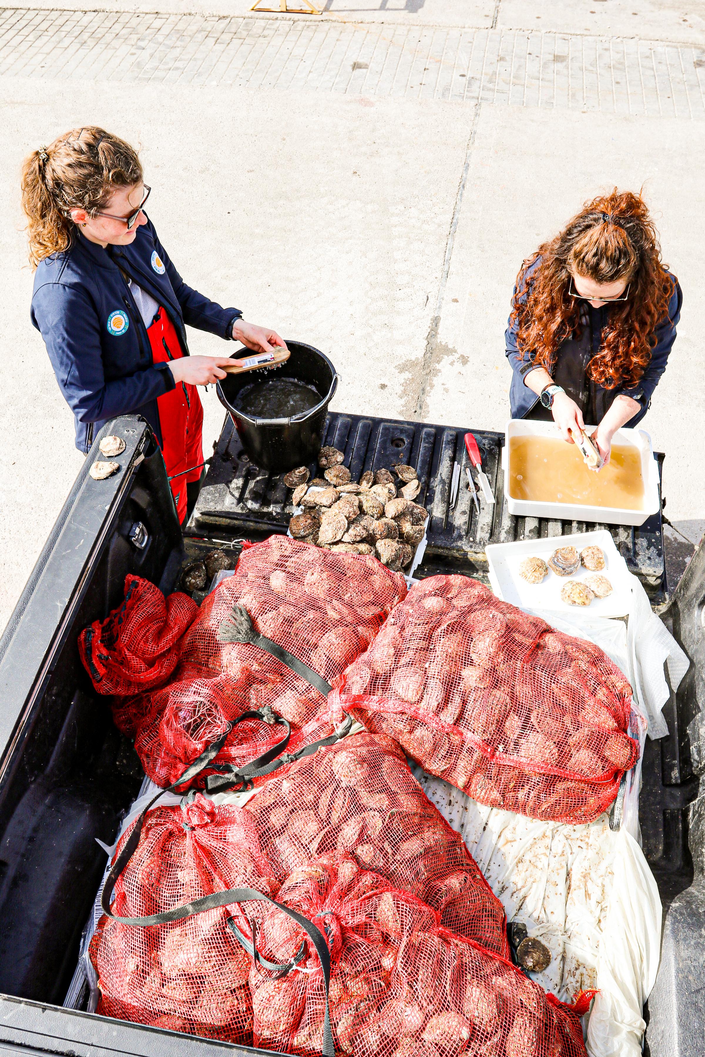 Celine and Maria sorting the oysters