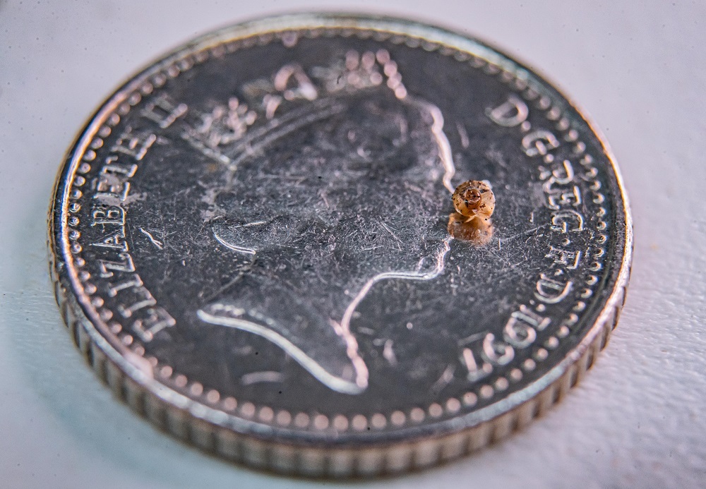 Two species of land snails, thought to be extinct for more than 100 years, have been rediscovered on a small isolated island and bred by experts at Chester Zoo.