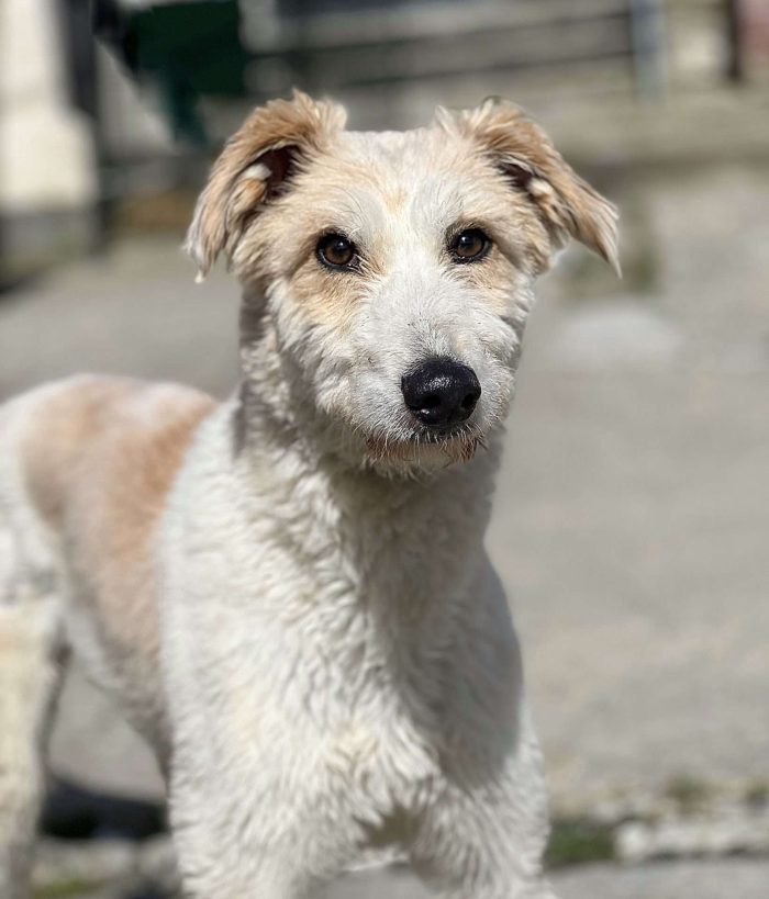 Hoping for adoption at NCAR - Ambrose