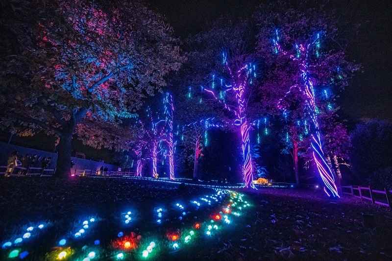 Chester Zoo has revealed new plans for a spectacular winter light trail.