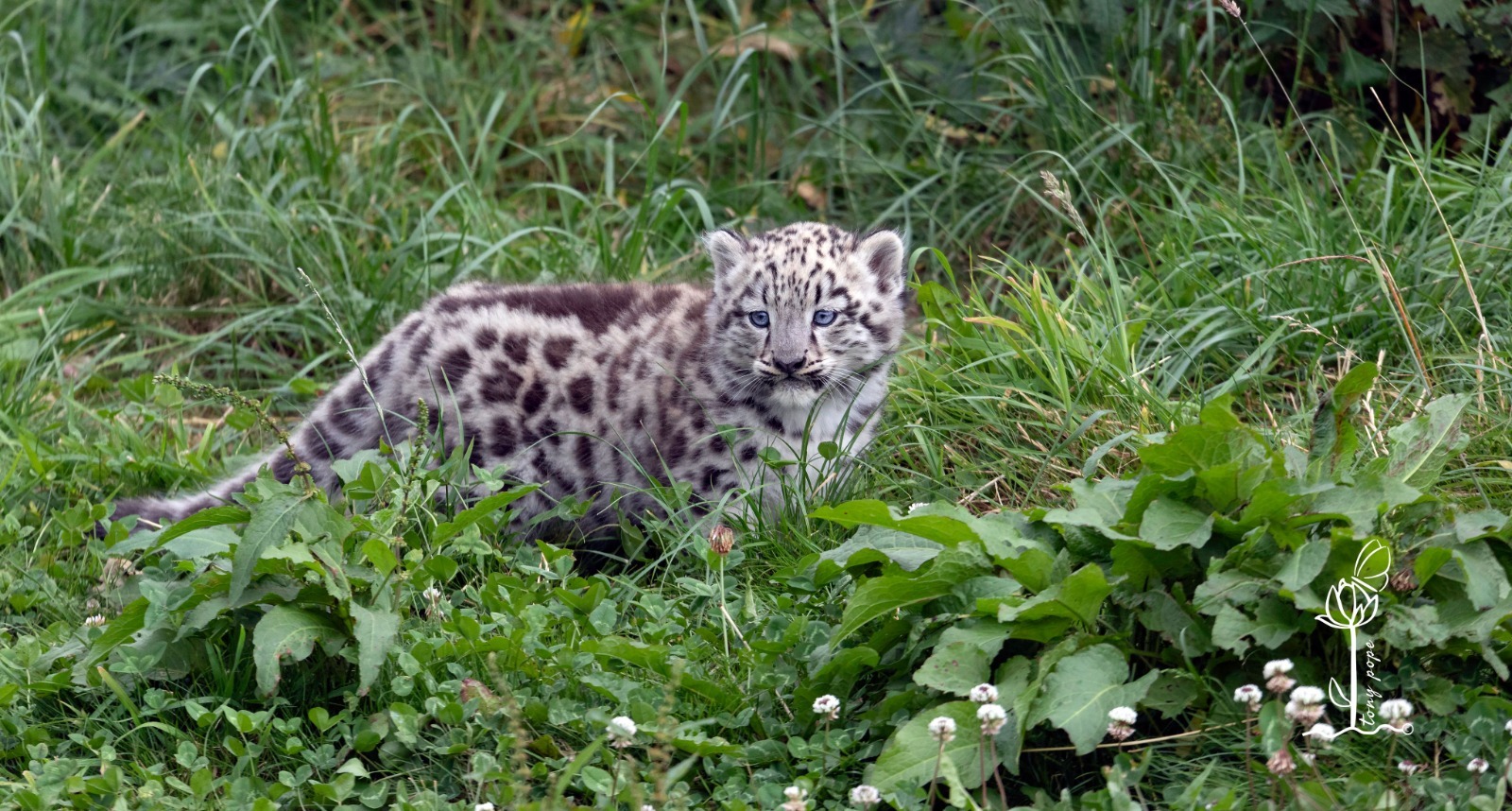 The Snow Leopard cub.