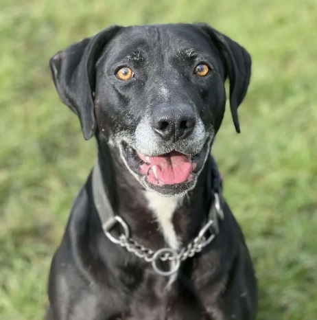 Lola, available for adoption at NCAR.