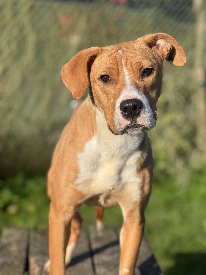 Jony, available for adoption at NCAR.